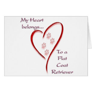 Heart Belongs to Flat-Coated Retriever; Flat-Coat