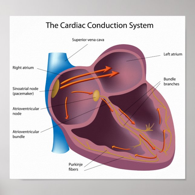 Heart conduction system Poster (Front)