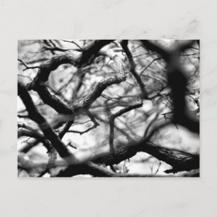 Heart in the Branches Postcard
