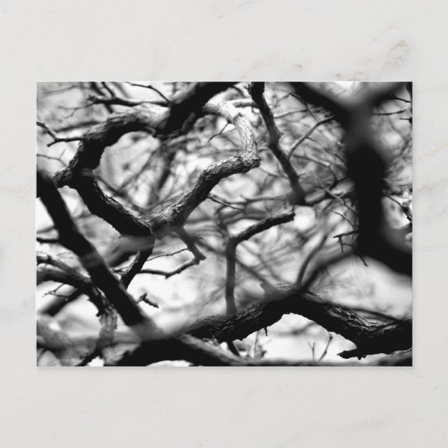 Heart in the Branches Postcard (Front)