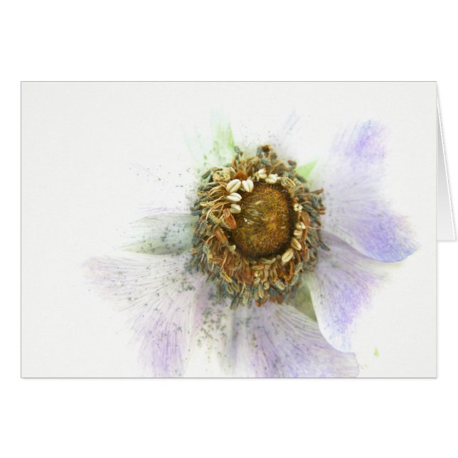 Heart of an Anemone (Front Horizontal)