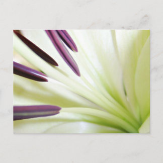 Heart of the Lily Fine Art Floral Photography Postcard