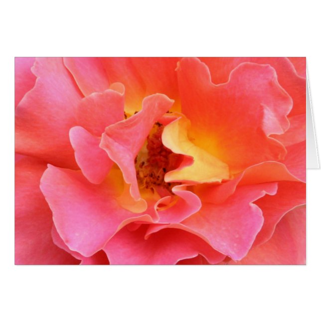 heart of the rose blank card (Front Horizontal)