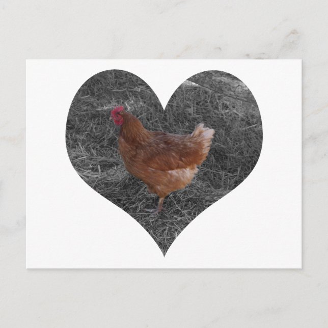 Heart Shaped Chicken Postcard (Front)