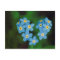 Heart Shaped Forget-me-not Flowers