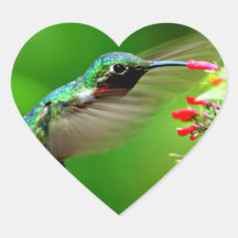 Heart Shaped Hummingbird Sticker