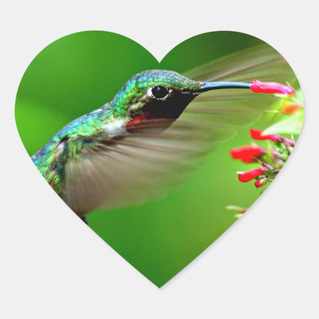 Heart Shaped Hummingbird Sticker (Front)