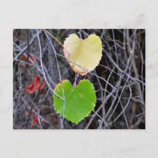 Heart Shaped Leaves Postcard