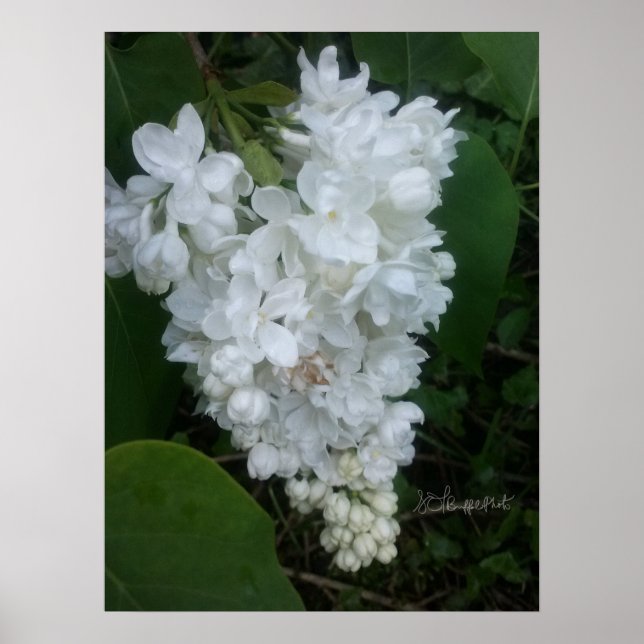 Heart Shaped Lilac Poster (Front)