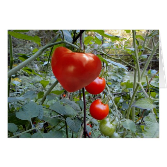 Heart Shaped Tomato no message (Front Horizontal)