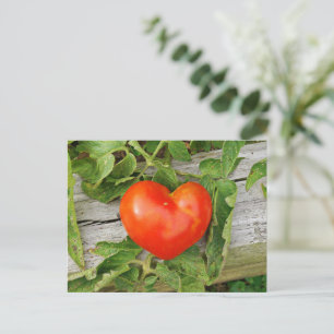 Heart Shaped Tomato Postcard