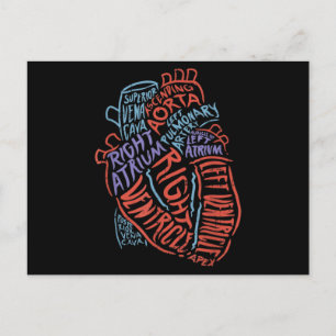 Heart Specialist Anatomy Doctor Medical Biology Postcard
