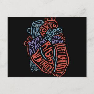 Heart Specialist Anatomy Doctor Medical Biology Postcard