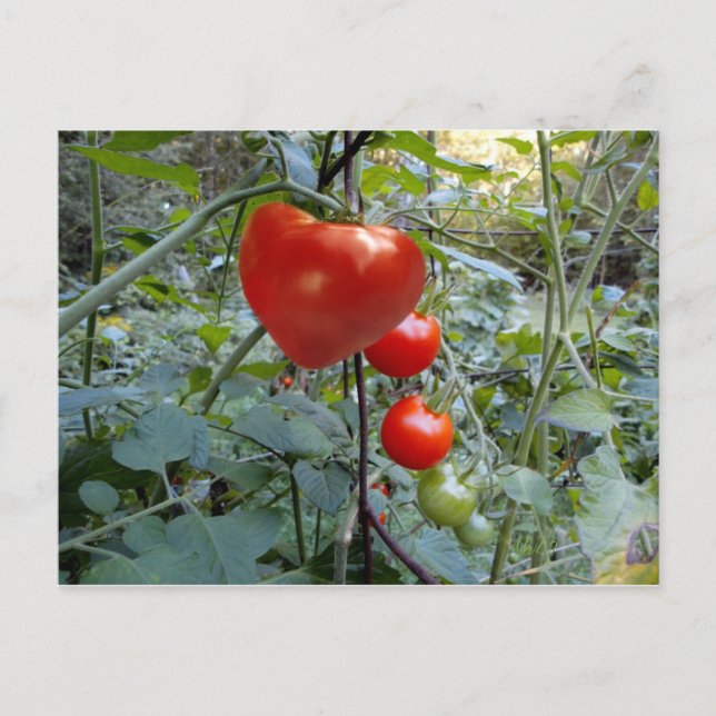 Heart Tomato Summer in New Hampshire Postcard (Front)