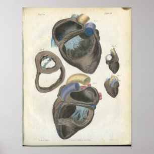 Heart Vintage Anatomy Print