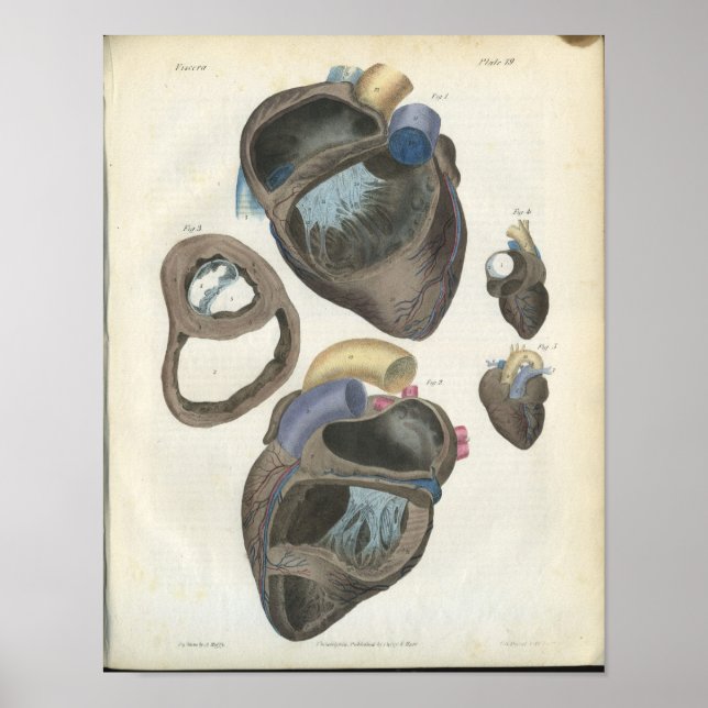 Heart Vintage Anatomy Print (Front)