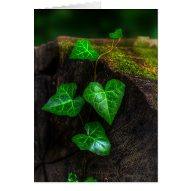 Hearts of Ivy (Front)