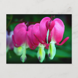 Hearts Postcard