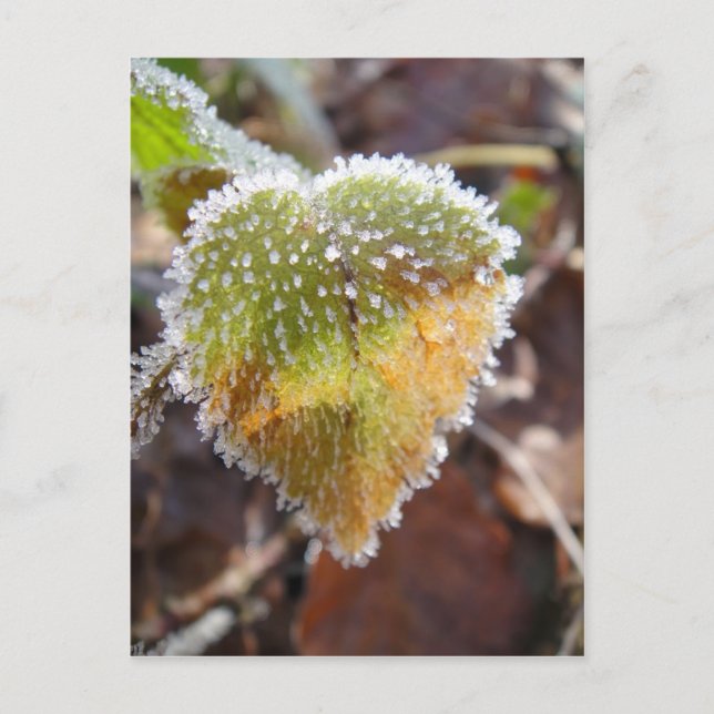 Heartshaped leaf with frost postcard (Front)