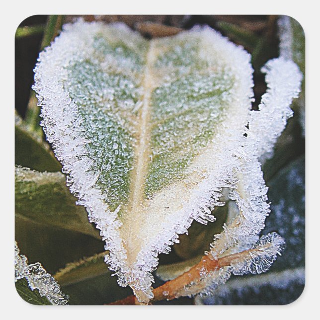 Heartshaped leaf with ice square sticker (Front)