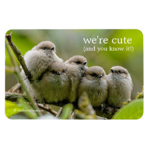 Heartwarming Cute Bushtits Songbirds Family Photo Magnet