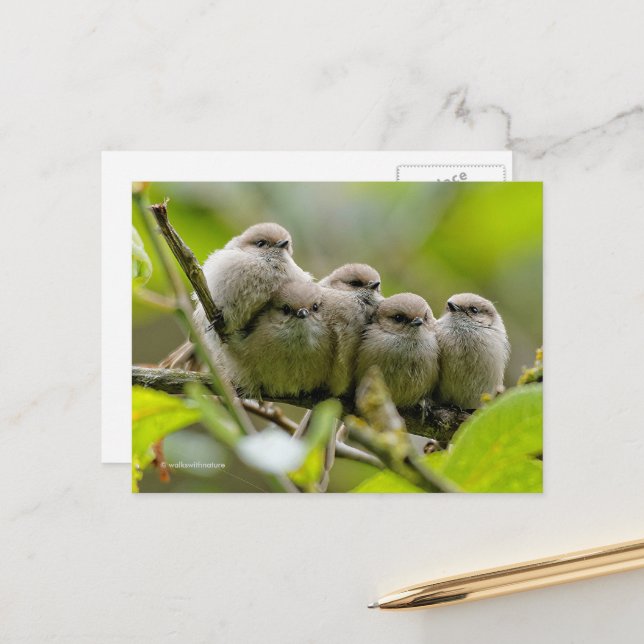 Heartwarming Cute Bushtits Songbirds Family Photo Postcard (Front/Back In Situ)