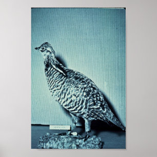 Heath Hen Poster