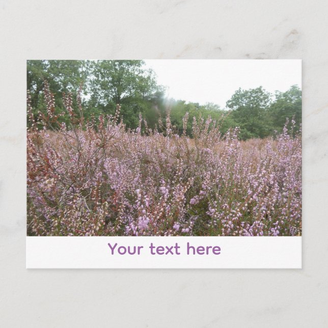 Heath Landscape DIY Postcard (Front)