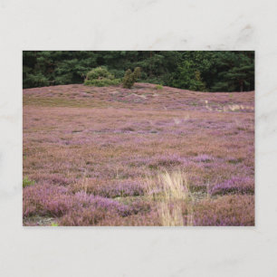 Heath Postcard