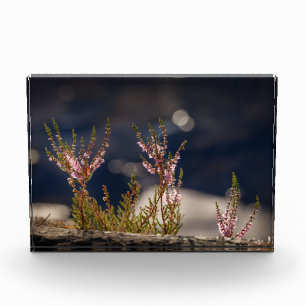 Heather Nature Photo Block
