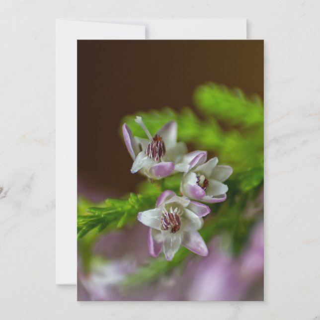 Heather Spring flower evergreen bloom purple white Invitation (Front)