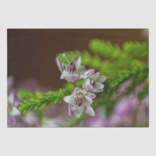 Heather Spring flower evergreen bloom purple white Tissue Paper