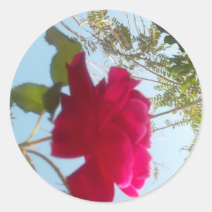 Heavenly Bloom: A Rose Against the Sky Classic Round Sticker