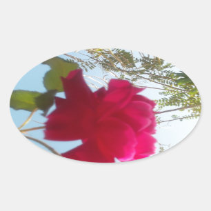 Heavenly Bloom: A Rose Against the Sky Oval Sticker