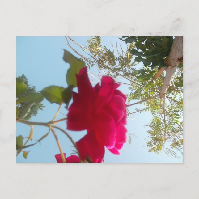 Heavenly Bloom: A Rose Against the Sky Postcard (Front)