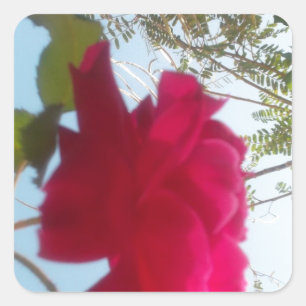 Heavenly Bloom: A Rose Against the Sky Square Sticker