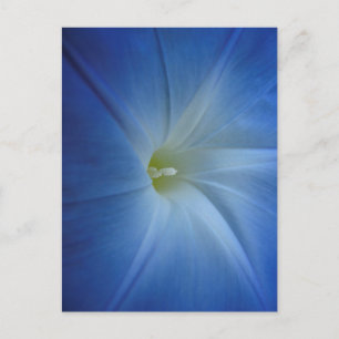 Heavenly Blue Morning Glory Close-Up Postcard