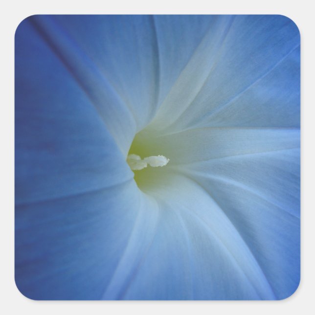 Heavenly Blue Morning Glory Flower Photo Square Sticker (Front)