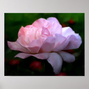 Heavenly Pink Rose Flower Art Photo Painting Poster