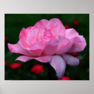 Heavenly Pink Rose Flower Orton Art Poster