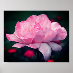 Heavenly Pink Rose Flower  Poster