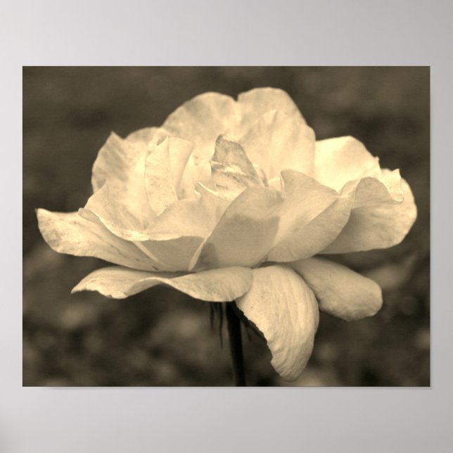Heavenly Rose Flower In Sepia Tint Poster (Front)