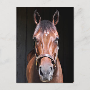 Heavenly View-Filly Postcard