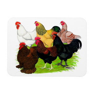 Heavy Rooster Assortment Magnet