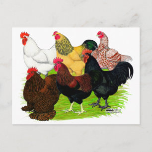 Heavy Rooster Assortment Postcard