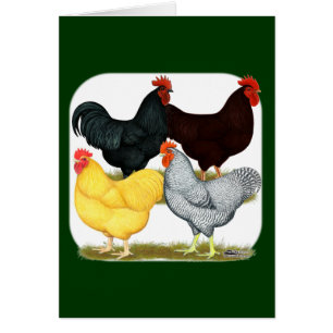 Heavy Rooster Chicken Quartet