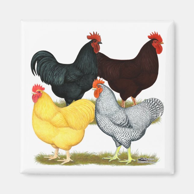 Heavy Rooster Chicken Quartet Magnet (Front)