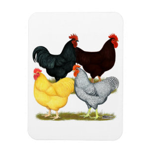 Heavy Rooster Chicken Quartet Magnet