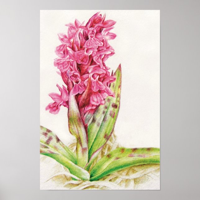 Hebrideaui orchid: Dactylorhza majalis Poster (Front)