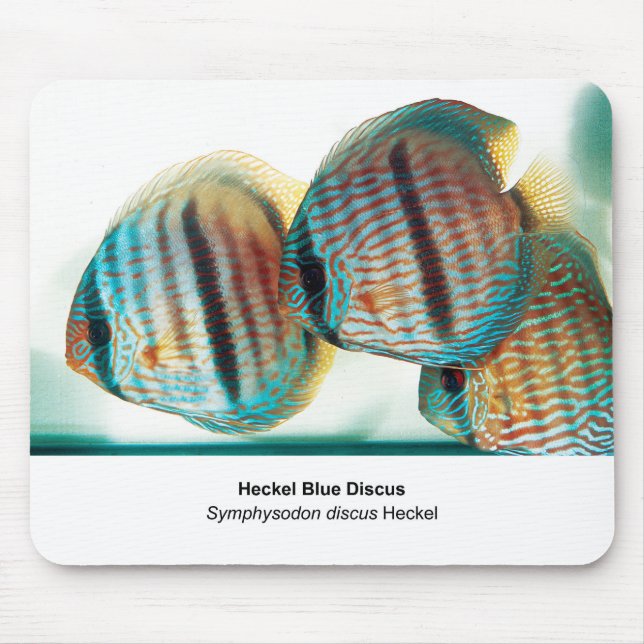 Heckel Blue Discus Mouse Pad (Front)